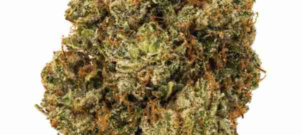 Buy Best OG kush for Sale Online