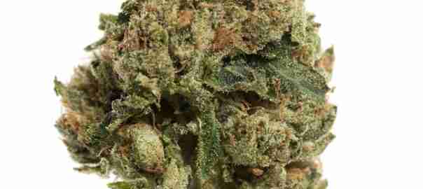 Buy Best SFV OG Kush for Sale Online