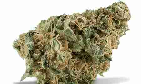 Buy Best Trainwreck Marijuana for Sale Online