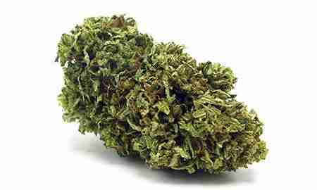 Buy Best UK Cheese Marijuana for Sale Online